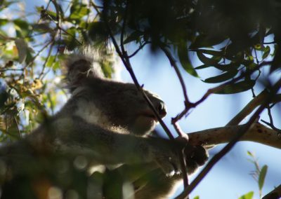 33 2016 Great Ocean Road - Koala