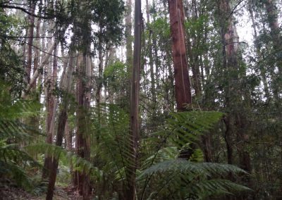 39 2016 Great Ocean Road - Melba Gully