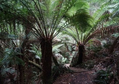 40 2016 Great Ocean Road - Melba Gully