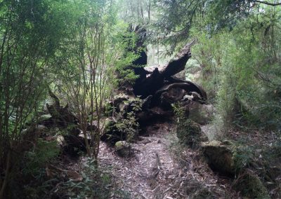 41 2016 Great Ocean Road - Melba Gully