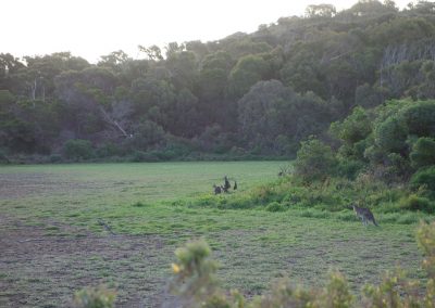 45 2016 Great Ocean Road - Tower Hills