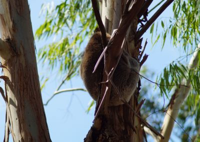 50 2016 Mount Gambier - Koala