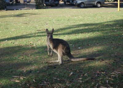 64  2016 Halls Gap - Kangurujunges auf Campingplatz