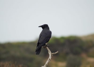 78 2016 Phillip Island