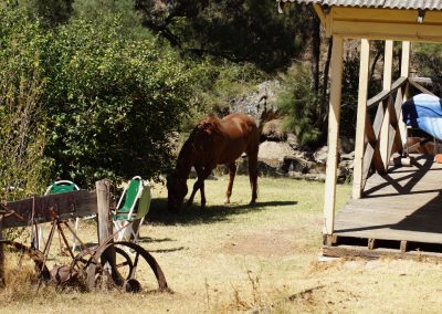 115 2016 Leconfield - Pinkys Gaeste an Veranda