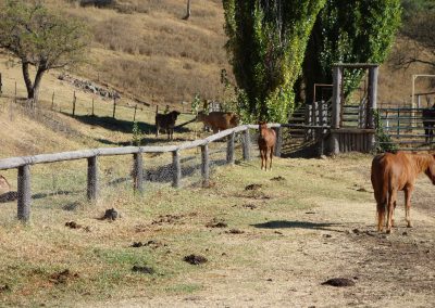 124 2016 Leconfield - Leeroy, Lulu und Fohlen Comet