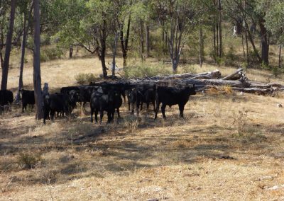 126 2016 Leconfield - Kuehe