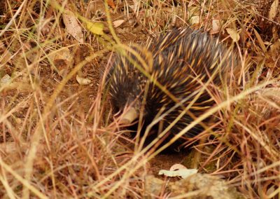 144 2016 Leconfield - Ameisenigel (Echidna)
