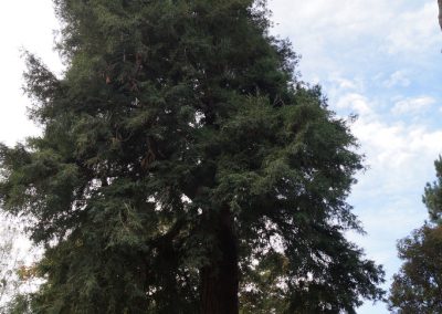 175 2016 Christchurch - Botanischer Garten
