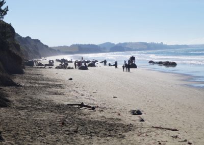 199 2016 Moreaki Boulders