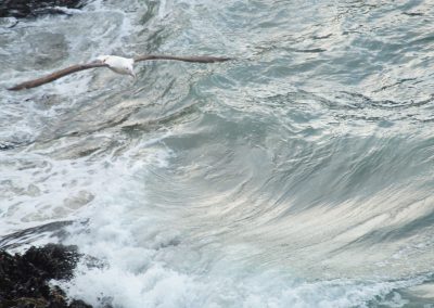 207 2016 Otago Peninsula - Albatross
