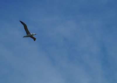 208 2016 Otago Peninsula - Albatross