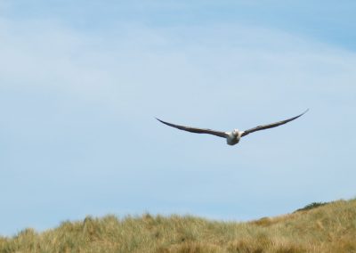 209 2016 Otago Peninsula - Albatross