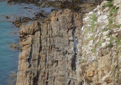 215 2016 Catlins, Robben am Nugget Point