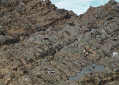 216 2016 Catlins, Robben am Nugget Point