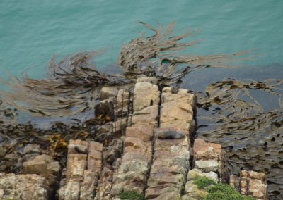 217 2016 Catlins, Robbe am Nugget Point