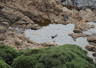 218 2016 Catlins, Robben am Nugget Point
