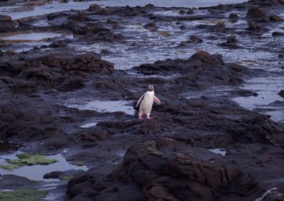 223 2016 Curio Bay - Yellow Eyed Penguin