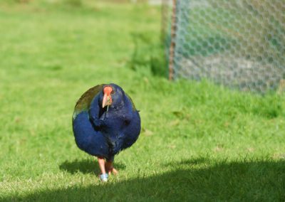 240 2016 Te Anau - Takahe Vogel