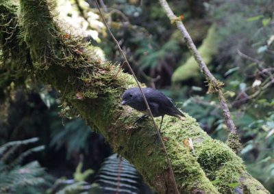 281 2016 Kepler Track - Etappe 2, neugieriger Vogel