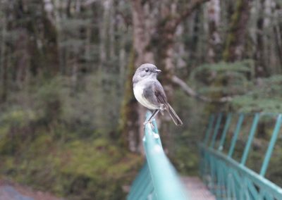 289 2016 Kepler Track - Etappe 3 - Poservogel