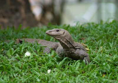 713 2016 Kuala Lumpur - Perdana Botanical Garden