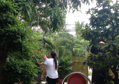 1182 2016 - Hoi An - Mangoernte im Homestay
