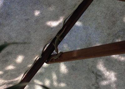 1185 2016 - Hoi An - Geckos im Homestay