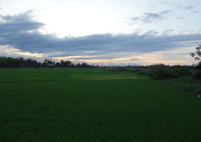 1192 2016 - Hoi An - Reisfelder