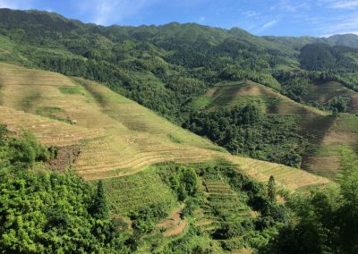 937 2016 Longji Reisterrassen